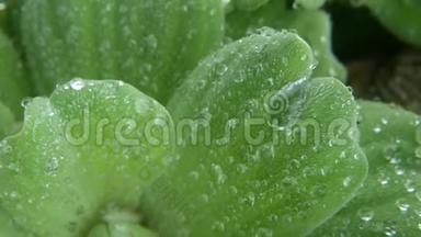 <strong>水滴</strong>在植物叶子上。 从上面的绿色植物的特写叶子与干净的淡<strong>水滴</strong>。