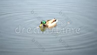 一只鸭子在池塘里游泳，<strong>吃东西</strong>