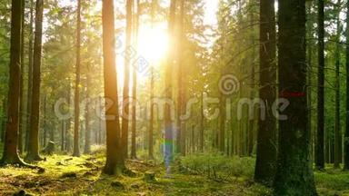 春天寂静的森林，有美丽明亮的阳光-延时拍摄