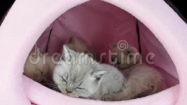 猫睡在宠物帐篷里