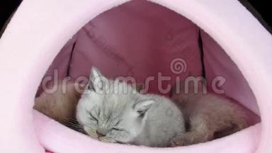猫睡在宠物帐篷里