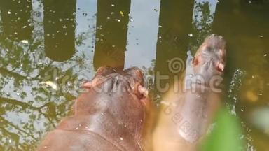 河马躺在动物园的人工池塘里。 河马妈妈和宝宝躺在水里