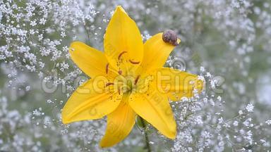 蜗牛爬在一<strong>朵朵</strong>黄色的百合花上