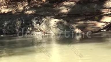 澳大利亚，鳄鱼河，卡卡杜，鳄鱼靠岸