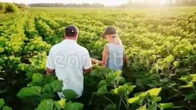两个农民——一男一女走在<strong>绿</strong>茵场上的一朵向日葵，交流.. 在<strong>工作中</strong>使用平板电脑