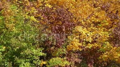 在<strong>阳光</strong>明媚的<strong>秋日</strong>，五颜六色的灌木丛中有着浓密的叶子