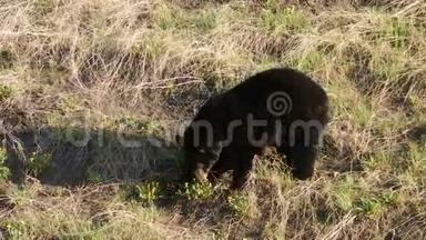 一只小黑熊在加拿大北部吃草