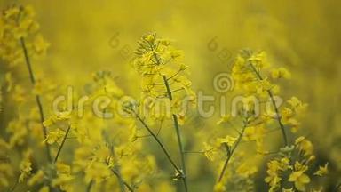 油菜花田中盛开的黄色花朵