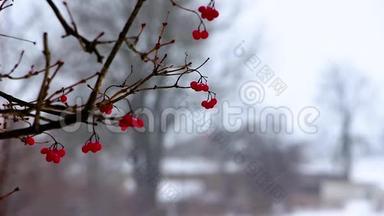 在冬天，在一场降雪中，一<strong>条带</strong>有红色浆果的蝰蛇的树枝在阵风中摇曳，背景变得模糊