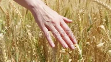 夏季白天在金田上的小麦穗。 黑麦在风中缓慢摇摆