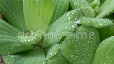 水滴在植物叶子上。 从上面的绿色植物的特写叶子与干净的淡水滴。