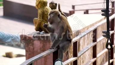 游客喂猴子