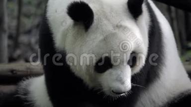 熊猫折断一片竹子，吃掉它