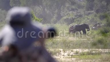 摄影师捕捉遥远的大象互动