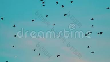 鸟儿在天空中盘旋着一群乌鸦。 鸟儿成群结队地在天空中盘旋。 鸟很多乌鸦群的概念