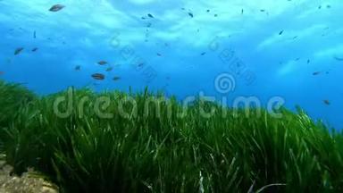 水下场景绿色的波塞尼亚田野，蓝色的干净的水