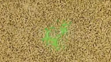 大麦颗粒<strong>落在</strong>旋转的绿色屏幕上，填满<strong>一个</strong>完整的大麦背景。