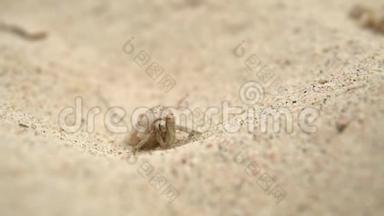 一只小螃蟹在白沙滩户外拍摄