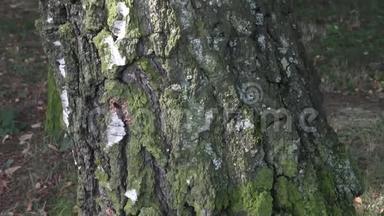 接近桦树树皮的纹理。 桦树皮在自然环境中.. 桦木树干的一部分，有很好的装饰树皮。