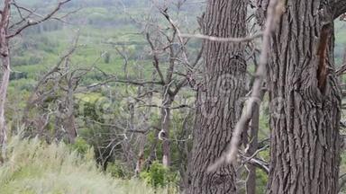 摄像机运动对滑块的视差效应。 山坡上森林中枯树干树干.. 这就是