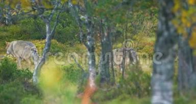 秋天，两只大灰狼成群结队地穿过森林