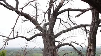 神秘的场景氛围.. 森林中一棵<strong>老</strong>死树的弯曲的树枝。 相机在滑块上的运动。 <strong>老了</strong>