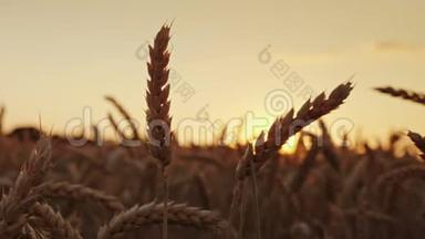 日落时美丽的麦穗。 优质精选优质小麦精英等级