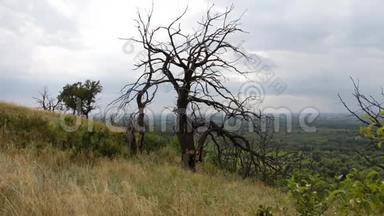 山坡上的老干树.. 这棵树是由于雷击或缺水而被杀死的。 全球