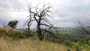 山坡上一棵孤独的枯死树.. 扭曲的树枝。 这棵树因缺水或闪电而死。 气候变化