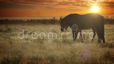 <strong>红颜色</strong>的母马，在傍晚的阳光下，用幼发的草来放牧