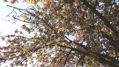 樱花树花瓣缓缓飘落