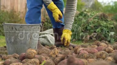 农民在有机农场的田里用桶分拣土豆。 概念农业、农村生活方式、健康饮食
