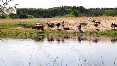 一群牛在浇<strong>水</strong>时用<strong>水解渴</strong>，中午休息