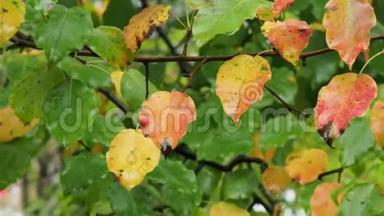 <strong>湿润</strong>颜色的树枝在雨中留下苹果树