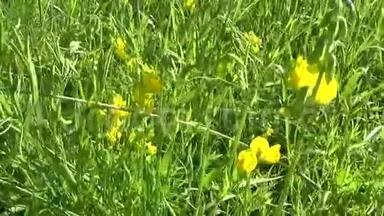 在草地上排列草原野花。 高清视频镜头全景运动摄像机.. 草