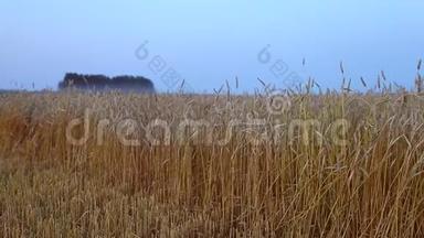 成熟的小麦小穗的金色特写在蓝天背景。 向右转。 美丽的乡<strong>村风</strong>景。 熟食