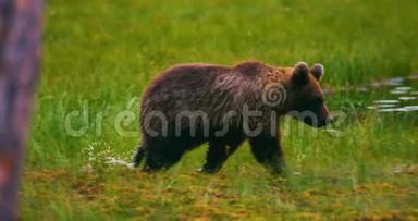年轻活泼的棕熊幼崽在沼泽中<strong>自由奔跑</strong>