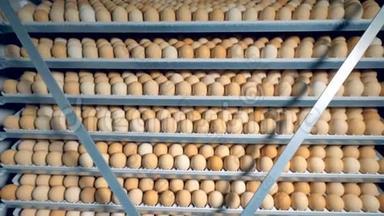 许多鸡卵放在家禽孵化器里。 农场孵化器，现代农业装备.. 鸡卵孵化。 4K.
