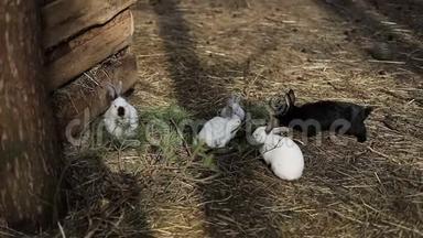 年轻的黑白兔子<strong>坐在地上</strong>，在农场里吃东西。