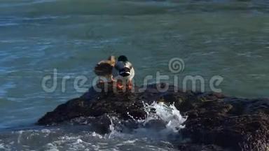 鸭子坐在海里的岩石上