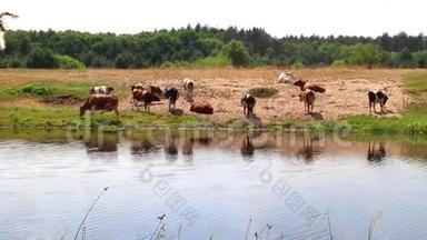 一群牛在浇<strong>水</strong>时用<strong>水解渴</strong>，中午休息