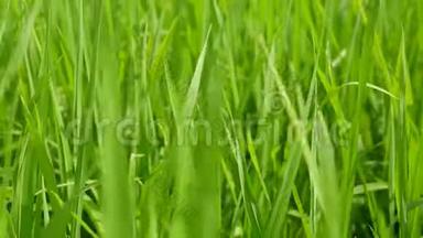 在泰国北部一个夏日的午后<strong>阳光下</strong>，清爽的稻田、新鲜的稻树叶
