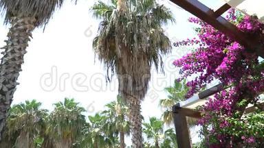 视频高热带棕榈树和美丽的红色花朵在风中