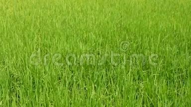 在泰国北部一个<strong>夏日</strong>的午后阳光下，<strong>清爽</strong>的稻田、新鲜的稻树叶