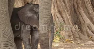 非洲小布什大象-非洲小象和它的母亲，喝，吸奶，散步，吃树叶
