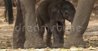 非洲小<strong>布什大象</strong>-非洲小象和它的母亲，喝，吸奶，散步，吃树叶