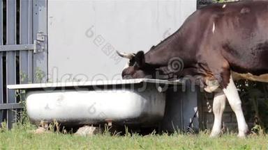 奶牛饮用水