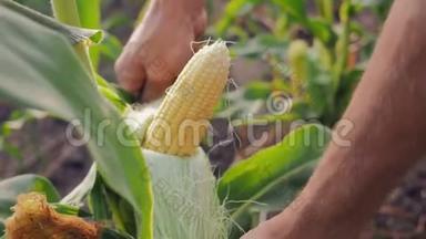 年轻的农民检查翻卷玉米