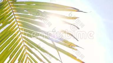 绿色椰子棕榈叶对蓝天和明亮的太阳背景视频。 暑期旅游度假概念。 4K