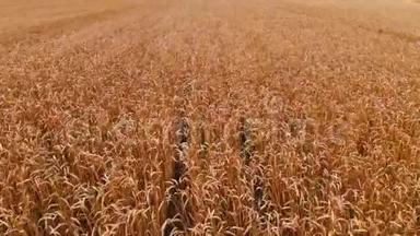 从成熟的麦田鸟瞰。 小麦的全景运动。 <strong>农业生产</strong>面包4k决议